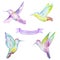 Watercolor colibri