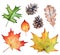Watercolor collection of autumn leaves and pine cones on white b