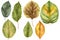 Watercolor Collection of Beech Leaves, strange colors
