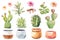 Watercolor collection cactus cacti and succulents in pots. Elements layer path.