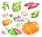 Watercolor collection of fresh vegetables