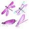 Watercolor collection of pink dragonfly illustrations