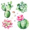 Watercolor collection with succulents plants,pebble stones,cactus.