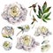 Watercolor Collection of White Peonies