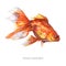 watercolor color gold fish with font