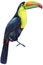 Watercolor colored bird. tropical bird, rainbow toucan. White isolated background, hand drawing