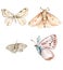 Watercolor colorful butterflies, isolated on white background.