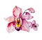 Watercolor colorful orchid flowers on white