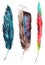 Watercolor colorful rainbow jay parrot feather set