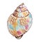 Watercolor colorful seashell hand drawn illustration