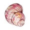 Watercolor colorful seashell hand drawn illustration