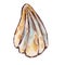 Watercolor colorful seashell hand drawn illustration