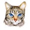 Watercolor colseup portrait of ojos azules breed cat