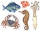 Watercolor composition with Aquatic Animal underwater fish, sea horse, shrimp, crab, squid, coral Hand painted animal silhouette i