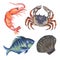 Watercolor composition with Aquatic Animal underwater fish, sea horse, shrimp, crab, squid, coral Hand painted animal silhouette i