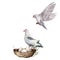 Watercolor composition of birds with dove and nest. Hand-painted spring nest with pigeon, eggs and branch isolated on