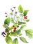 Watercolor composition of flowers and berries, and green leaves