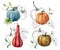 Watercolor composition with linear pumpkins. Hand painted red, blue, orange gourds and leaves isolated on white