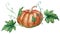 Watercolor composition of an orange pumpkin and green leaves. Autumn illustration.