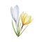 Watercolor composition with yellow and white blooming crocus flower isolated on white background. Spring and easter