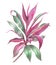 Watercolor Cordyline plant illustration isolated. Tropical leaves botanical detailed drawing