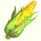 Watercolor corn illustration.
