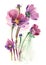 Watercolor -Cosmos flowers-