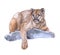 Watercolor cougar  animal