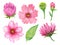 Watercolor country forest wild flower cosmos gerbera daisy composition element Floral Bouquet