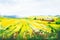 Watercolor countryside landscape. Wheat field in Provence. Beautiful view, field, village, wild grass and flowering meadow