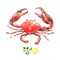 Watercolor crab.