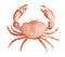 watercolor crab.