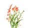Watercolor crocosmia bouquet. Colourful tropical flower in bloom isolated on white. Botanical floral illustration for