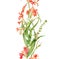 Watercolor crocosmia plant in bloom. Seamless vertical border. Colourful tropical flower isolated on white. Botanical