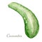 Watercolor cucumber- hand painted