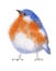 Watercolor Cute Bluebird Bird Painting Illustration
