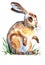 Watercolor cute Rabbits Hares Painting