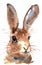 Watercolor cute Rabbits Hares Painting
