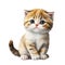 Watercolor Cutie Baby Cat Clipart, Cute Kitten Clipart, Scottish Fold