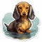 Watercolor Dachshund Swimming Sticker