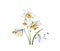 Watercolor daffodil flowers with butterflies. Realistic narcissus plant isolated on white. Two detailed white