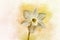 Watercolor daffodil. Hand drawn watercolor spring flower perfect for design greeting card or print