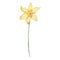 Watercolor daffodil, March birth month flower