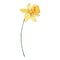 Watercolor daffodil, March birth month flower