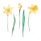 Watercolor daffodil, march birth month flower