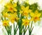 Watercolor daffodils. Hand drawn watercolor spring flowers perfect for design greeting card or print