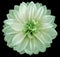 Watercolor dahlia flower light green Flower isolated on black background. No shadows with clipping path. Close-up.