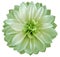 Watercolor dahlia flower light green Flower isolated on white background. No shadows with clipping path. Close-up.