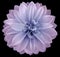 Watercolor dahlia flower light pink-blue Flower isolated on black background. No shadows with clipping path. Close-up.