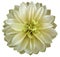Watercolor dahlia flower light yellow Flower isolated on white background. No shadows with clipping path. Close-up.